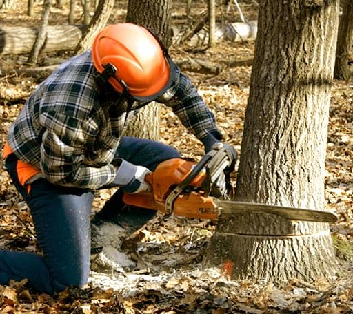 Tree Removal in Timewell, IL